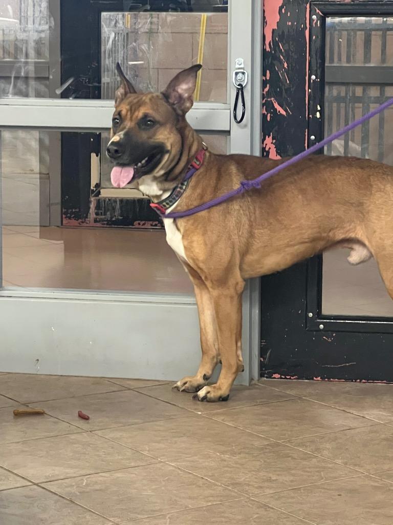 Enlarge Gremlin, a Adoptable Shepherd in Marion, OH image 6/6