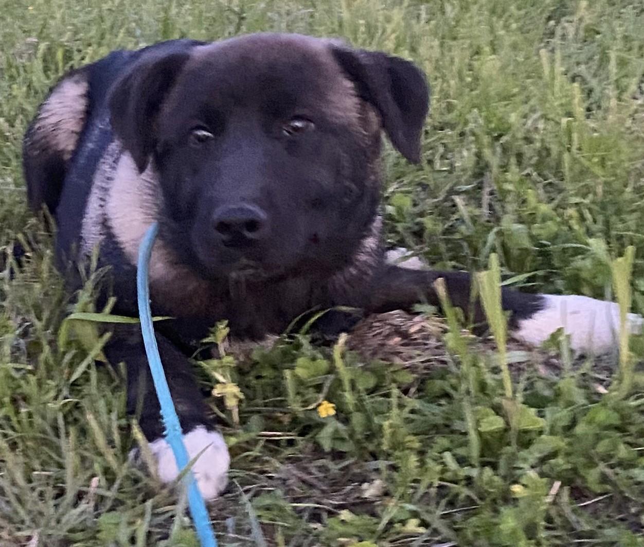 Rya, an adoptable Akita Mix in Klondike, TX_image-1