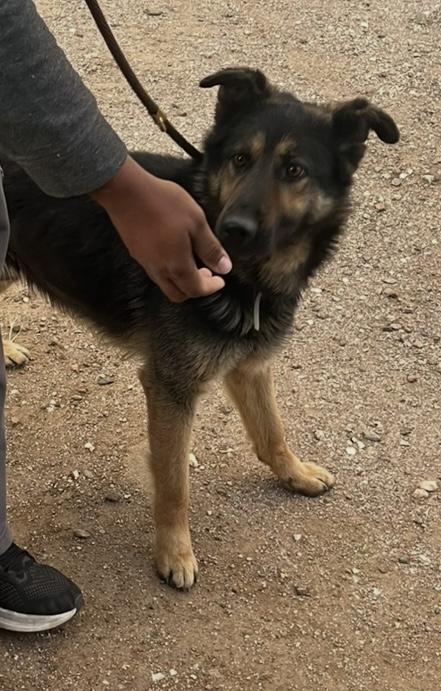 Zebby, Adopted, Adult Male German Shepherd Dog.