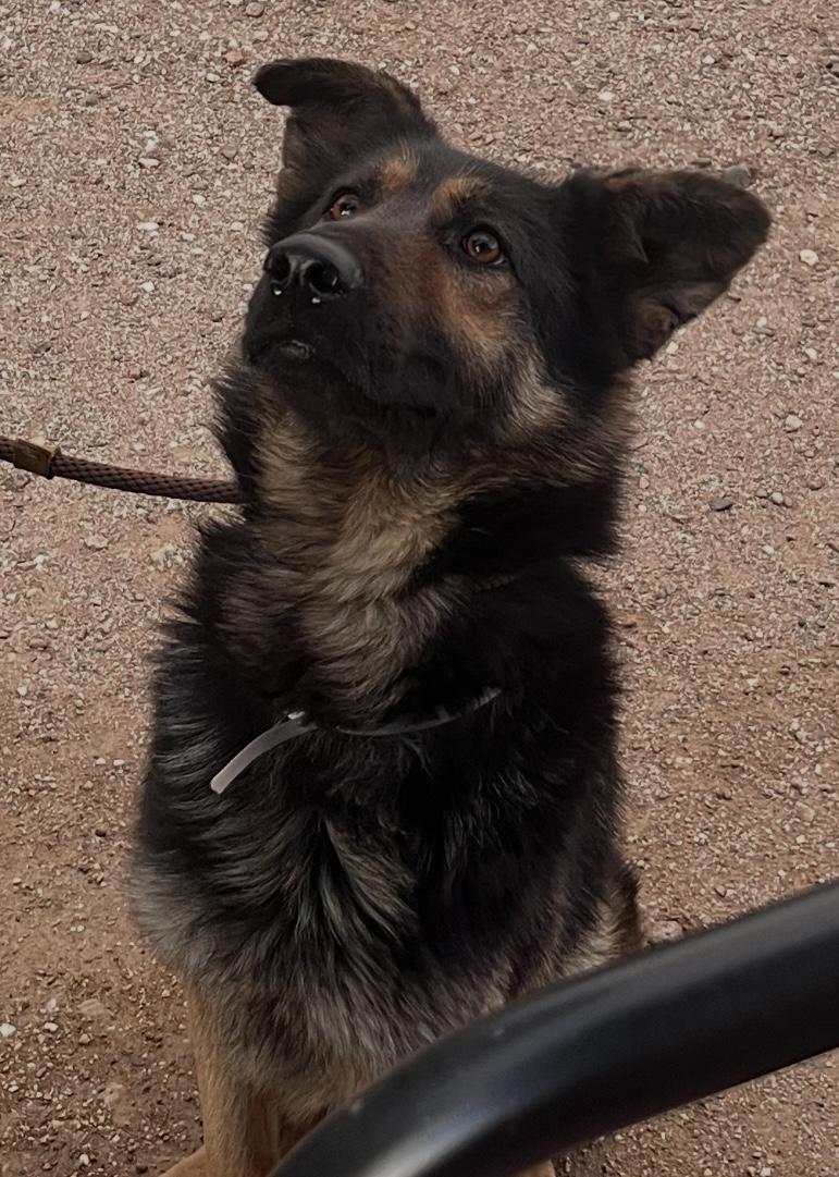 Enlarge Zebby, a Adopted German Shepherd Dog in Agua Dulce, CA image 3/4