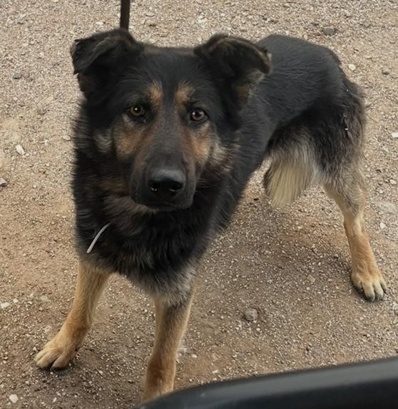 Enlarge Zebby, a Adopted German Shepherd Dog in Agua Dulce, CA image 4/4