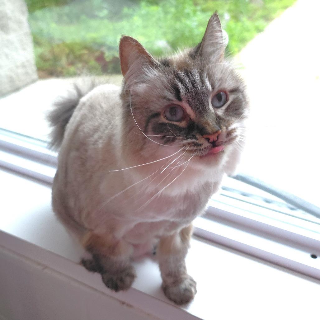 Blossom, a Adoptable Siamese in Michigan City, IN image 5/6