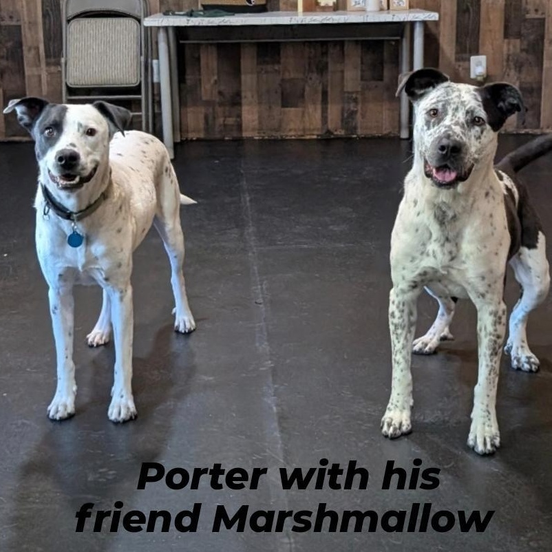 Porter, a Adoptable mixed breed in Phoenix, AZ image 6/6