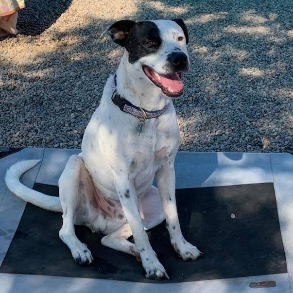 Porter, a Adoptable mixed breed in Phoenix, AZ image 5/6