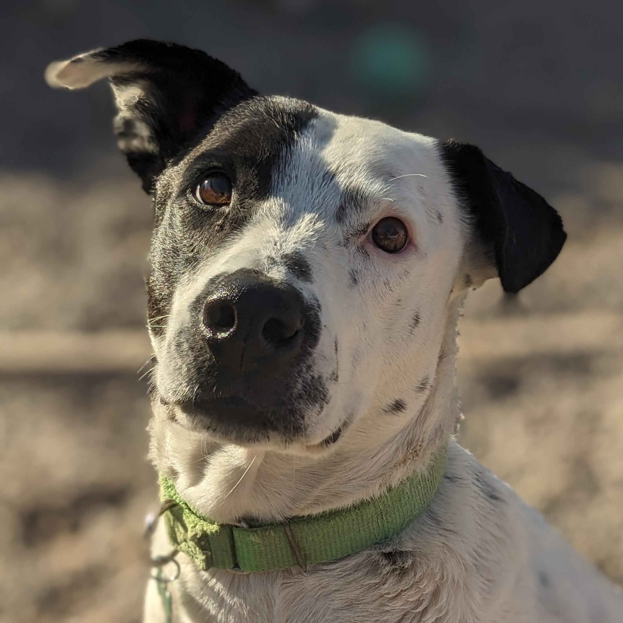 Porter, Adoptable, Adult Male Australian Shepherd & Terrier.