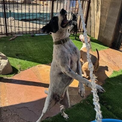 Porter, a Adoptable mixed breed in Phoenix, AZ image 2/6