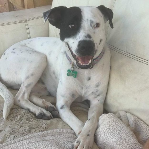 Porter, Adoptable, Adult Male Australian Shepherd & Terrier.