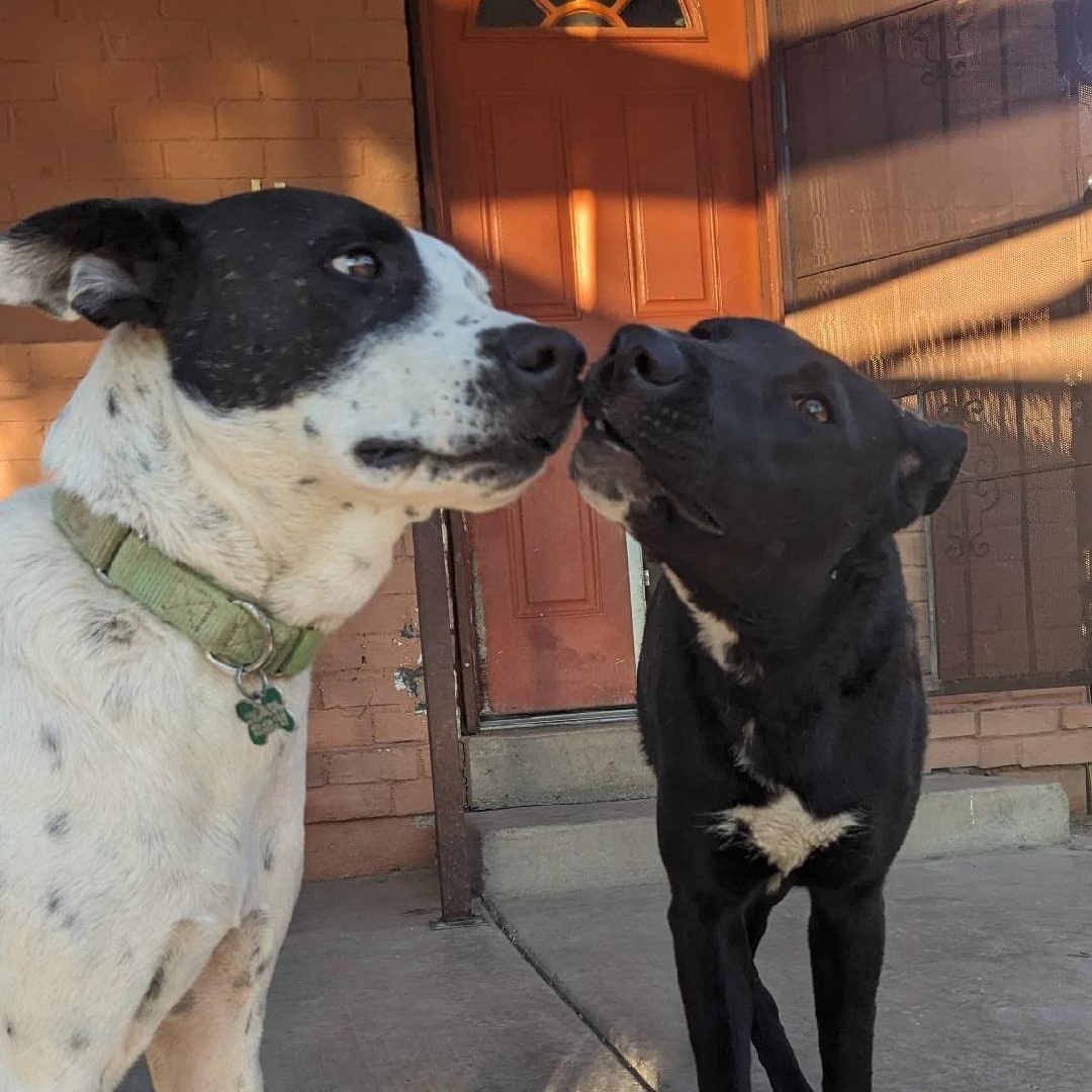 Porter, a Adoptable mixed breed in Phoenix, AZ image 3/6