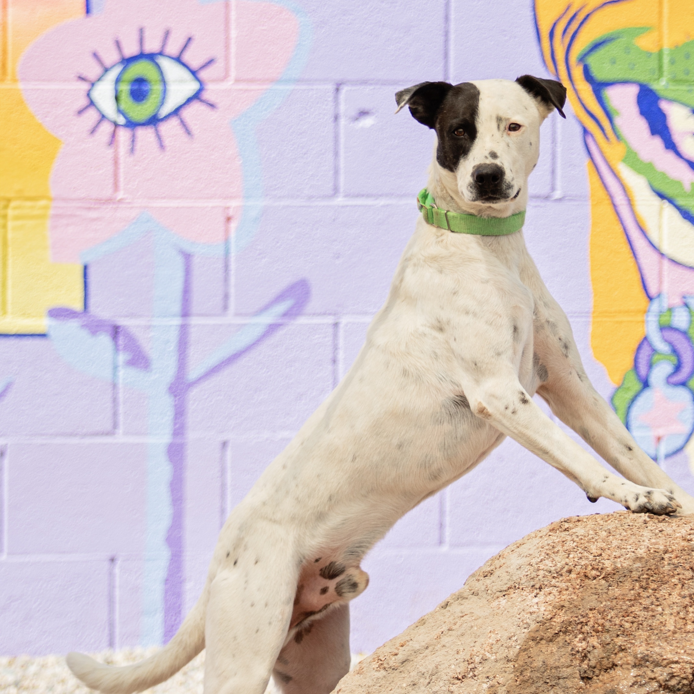 Porter, a Adoptable mixed breed in Phoenix, AZ image 4/6