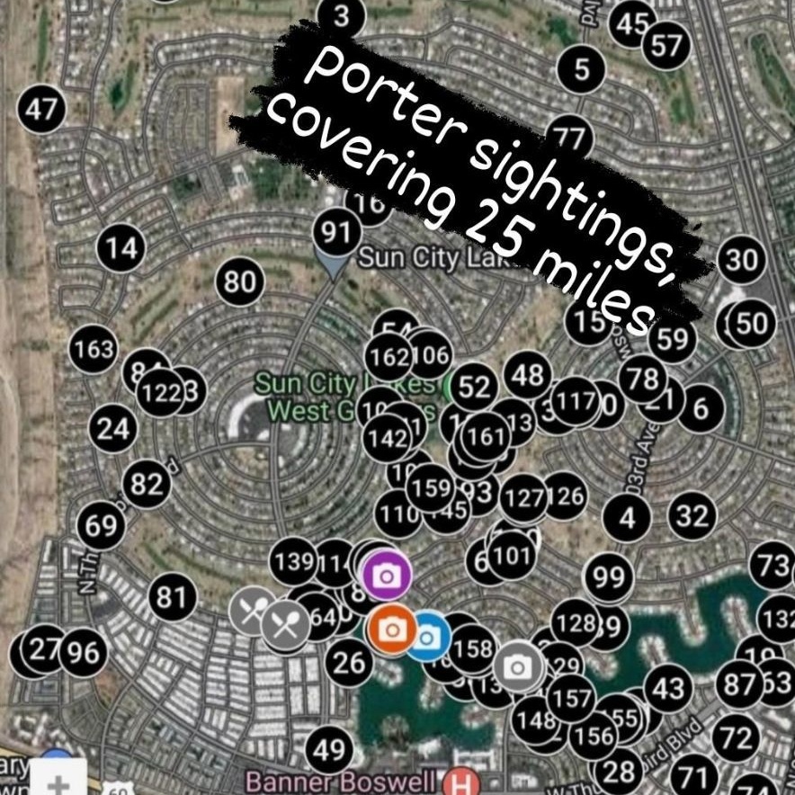 Porter, a Adoptable mixed breed in Phoenix, AZ image 6/6