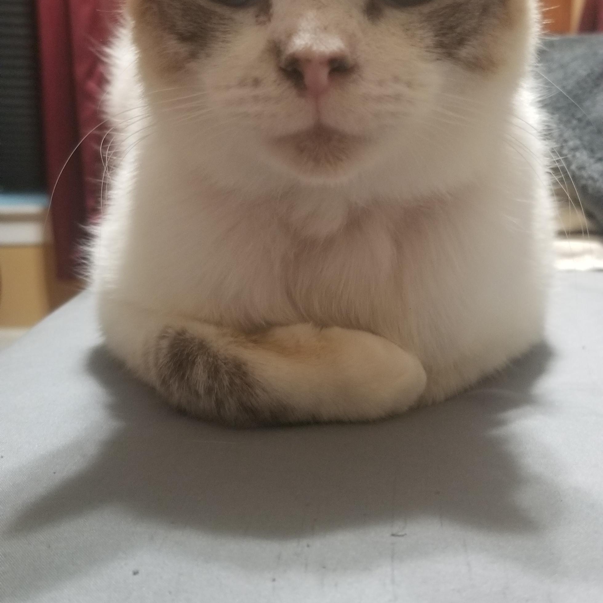 Sprinkles, an adoptable Snowshoe in Denver, NC, 28037 | Photo Image 2