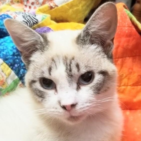 Sprinkles, an adoptable Snowshoe in Denver, NC, 28037 | Photo Image 1