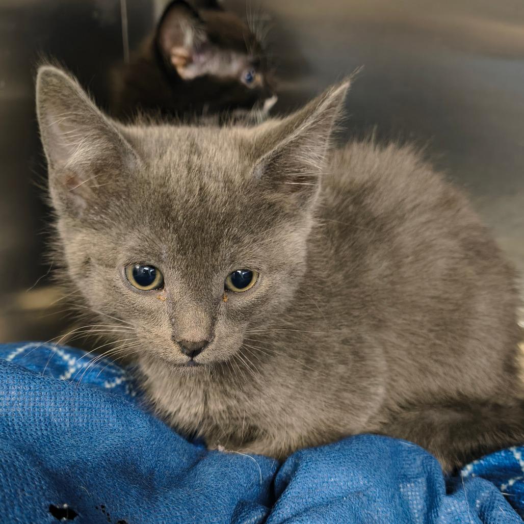 Monee, Adoptable, Kitten Female Domestic Short Hair & Domestic Short Hair.