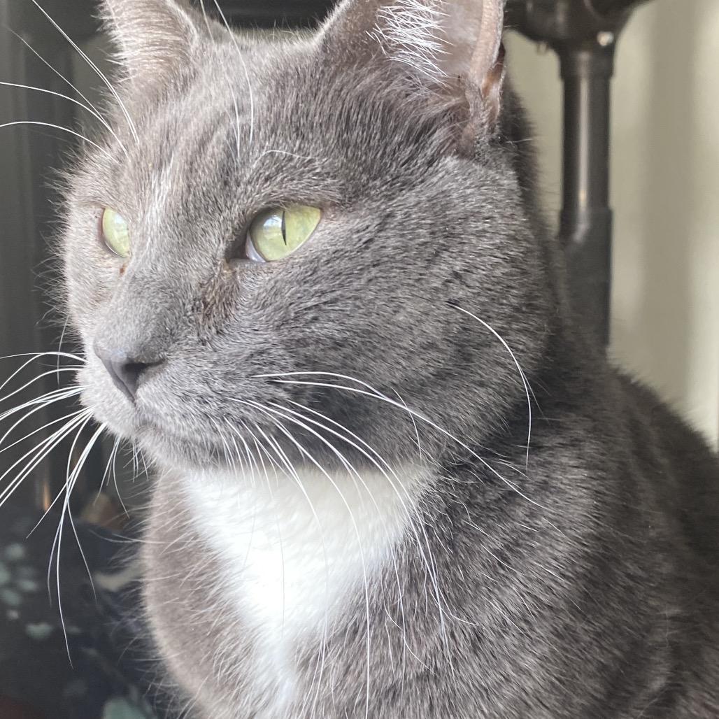 Smokey Robinson, Adoptable, Adult Male Domestic Medium Hair.