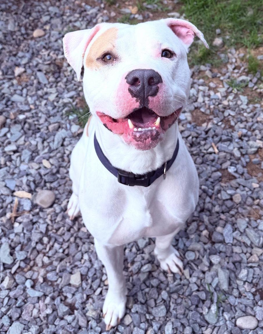 Enlarge Barn Door, a Adoptable Pit Bull Terrier in Sanford, NC image 1/3