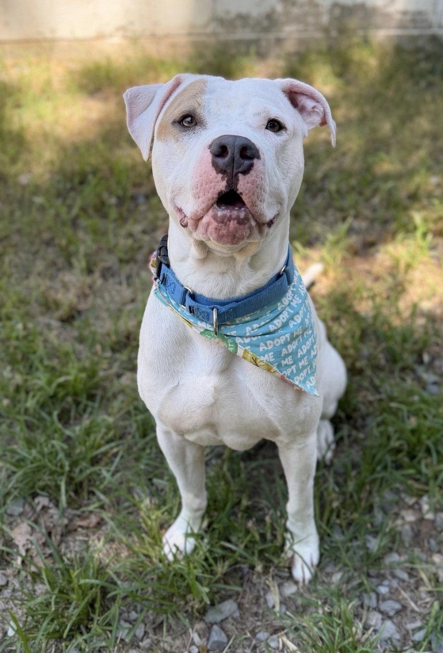 Enlarge Barn Door, a Adoptable Pit Bull Terrier in Sanford, NC image 2/3