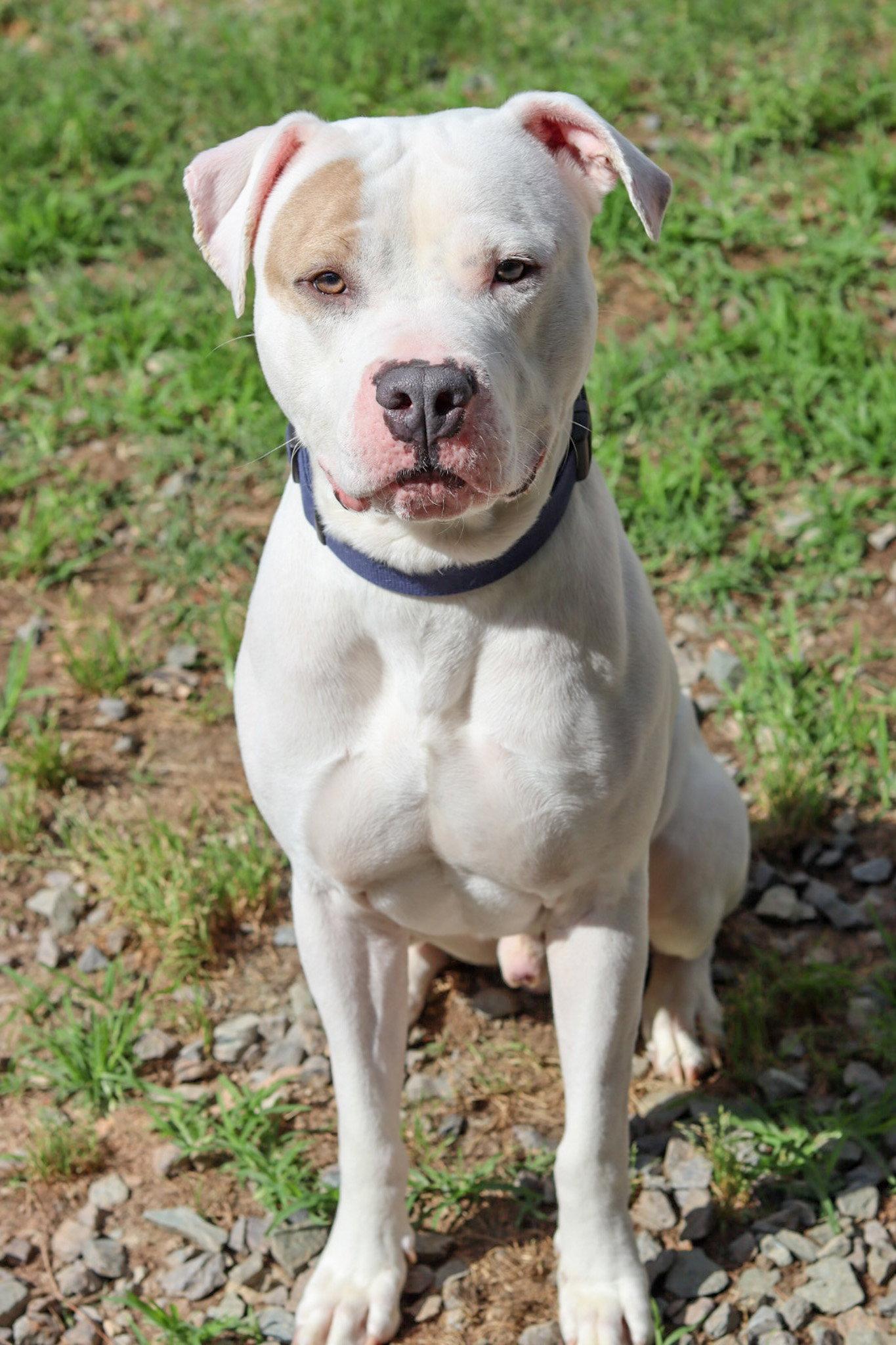 Barn Door, Adoptable, Young Male Pit Bull Terrier.