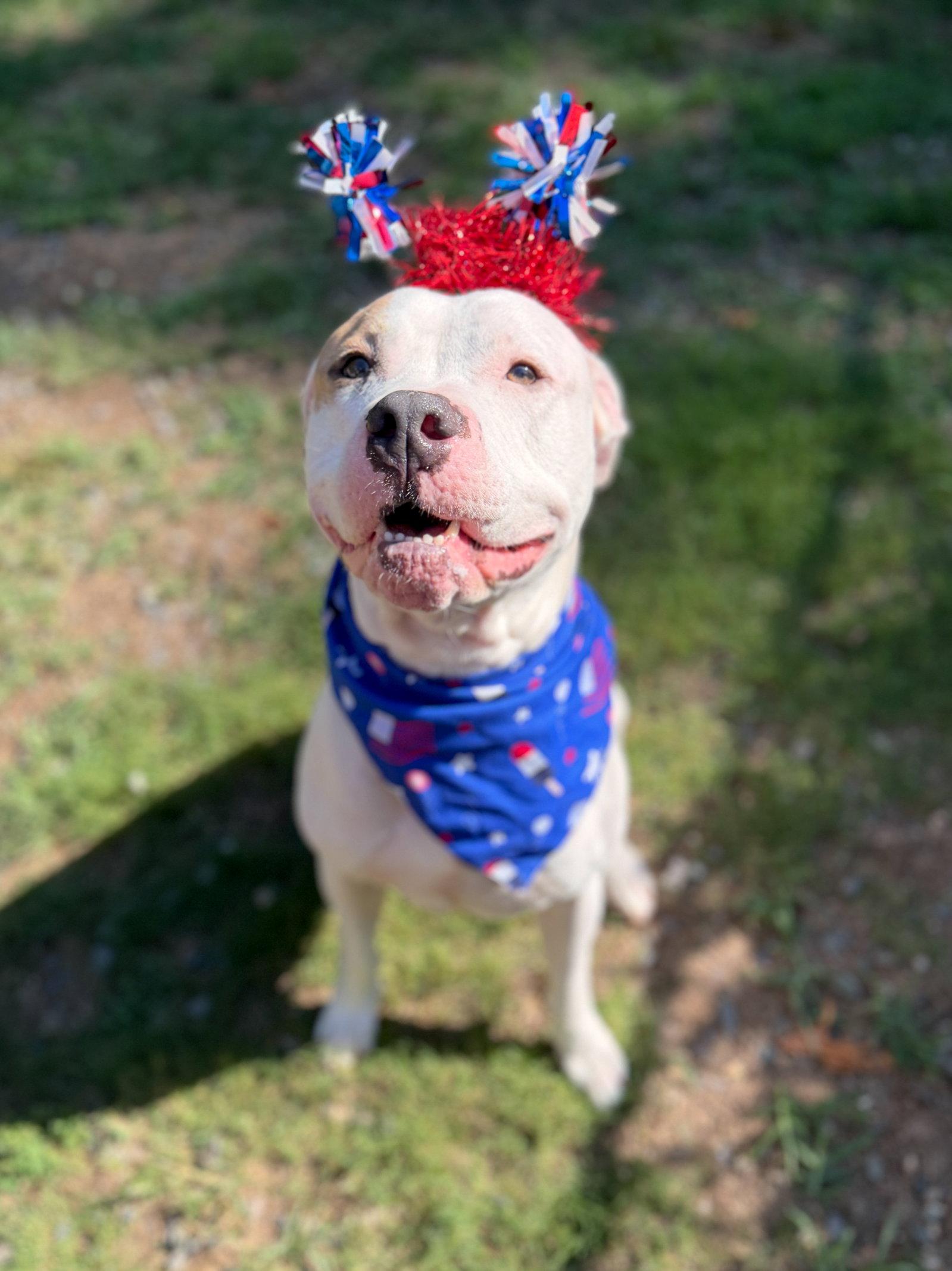 Barn Door, a Adoptable Pit Bull Terrier in Sanford, NC image 2/3