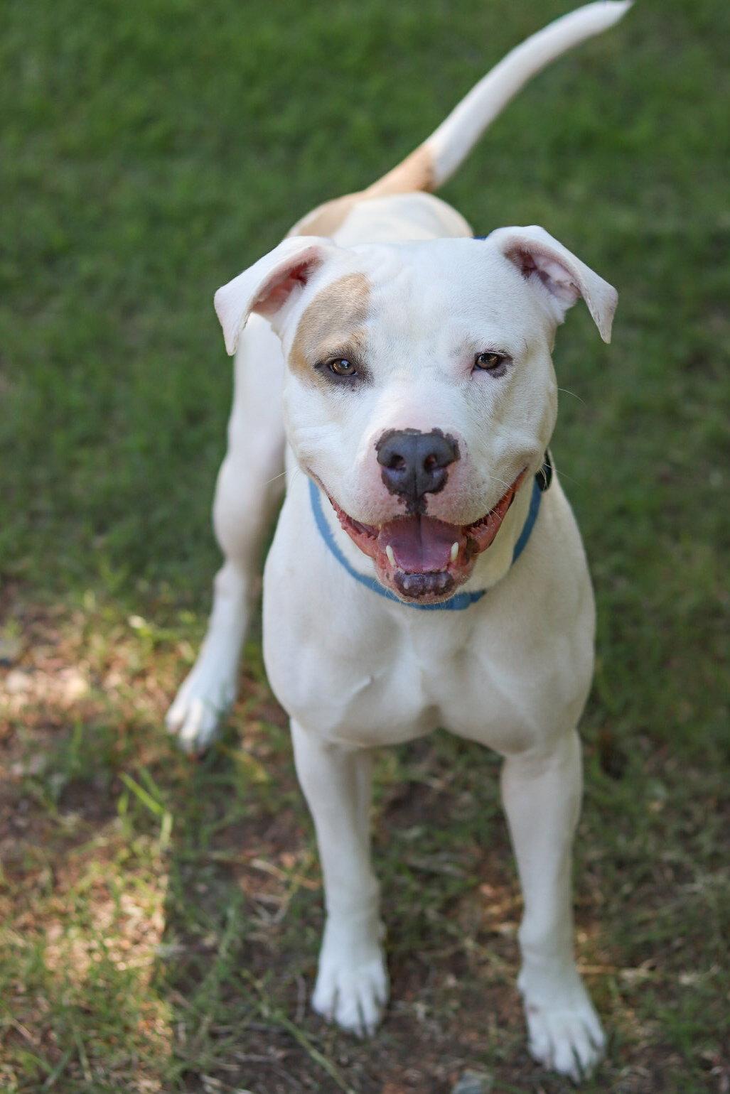 Barn Door, a Adoptable Pit Bull Terrier in Sanford, NC image 3/3