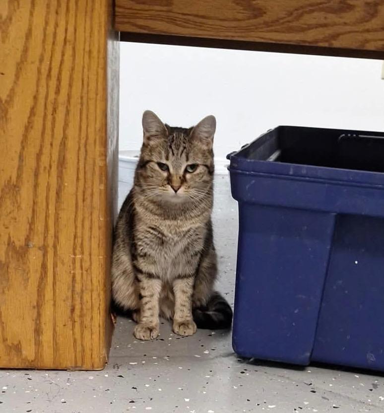 Shiloh, Adoptable, Young Female Tabby.