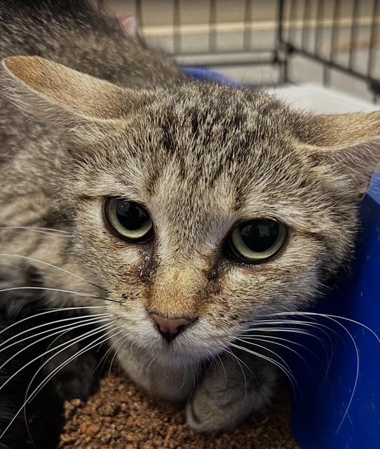 Enlarge Shiloh, a Adoptable Tabby in Grand Junction, CO image 2/2