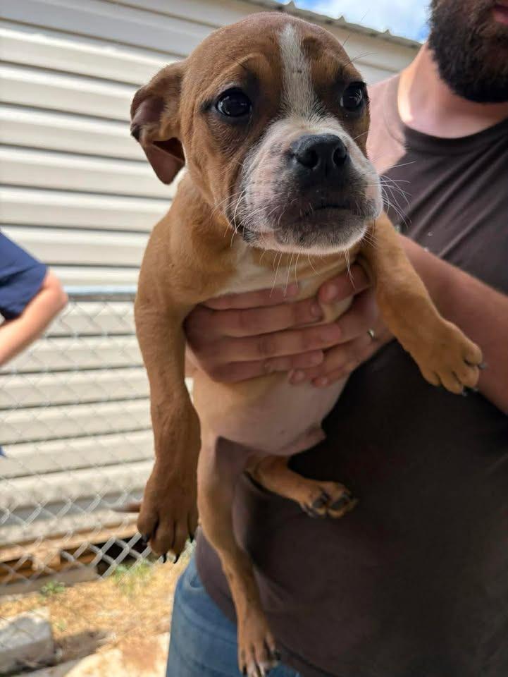 Frankie, Adoptable, Puppy Male Mixed Breed.
