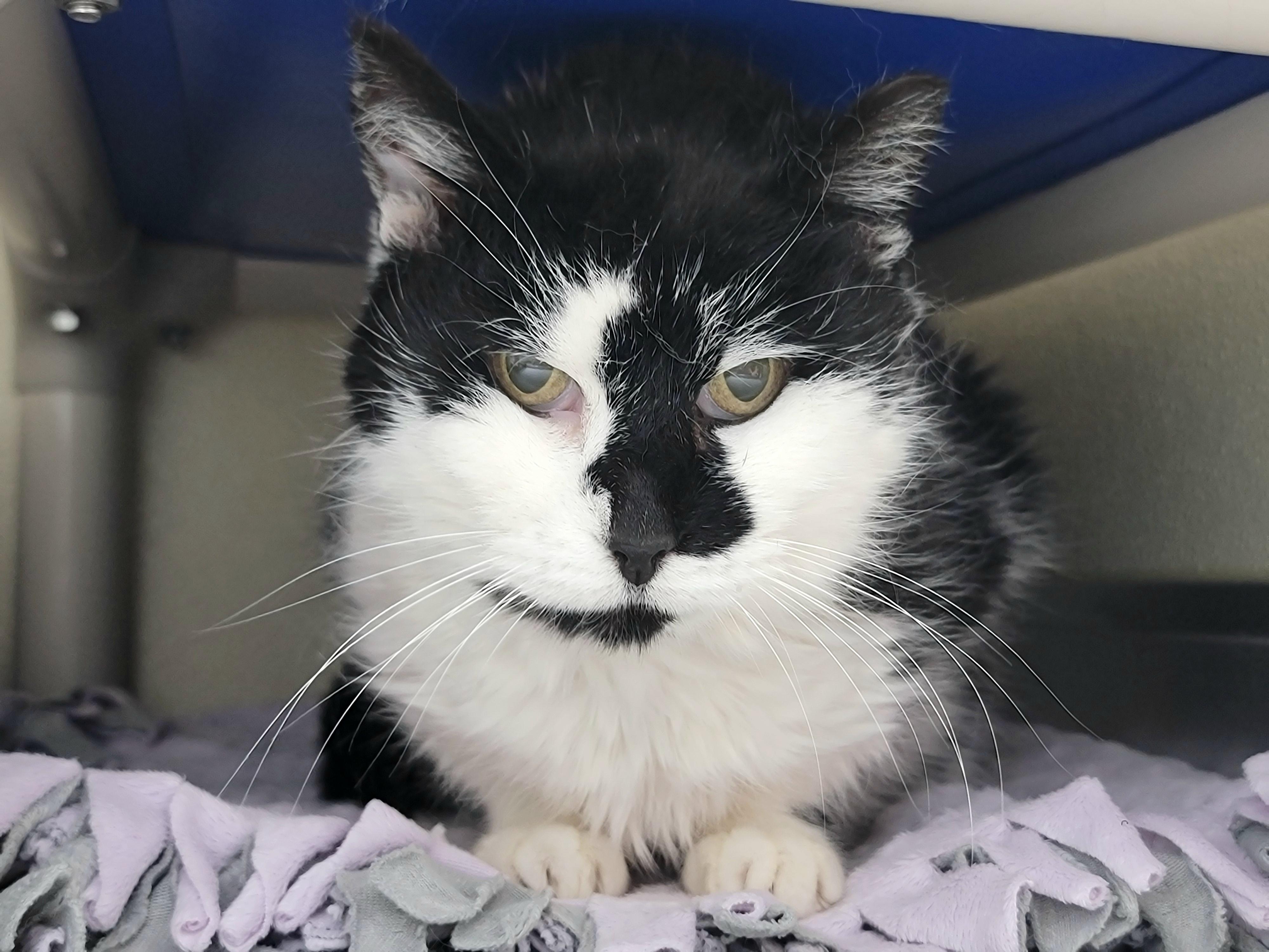 Enlarge Yin, a ADOPTABLE Domestic Short Hair in Hornell, NY image 1/1