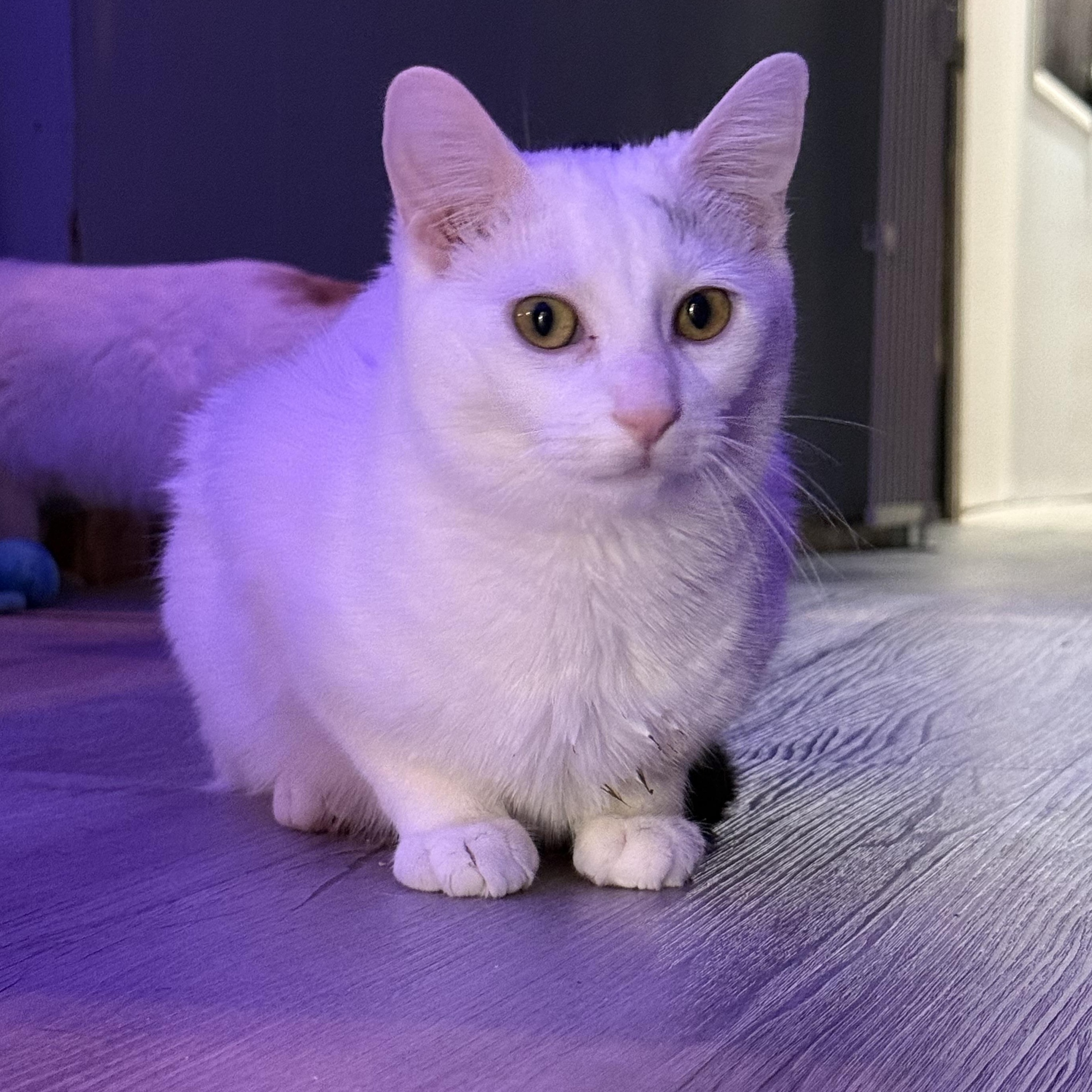 Enlarge Roberta, a Adoptable mixed breed in Whitewater, WI image 3/5