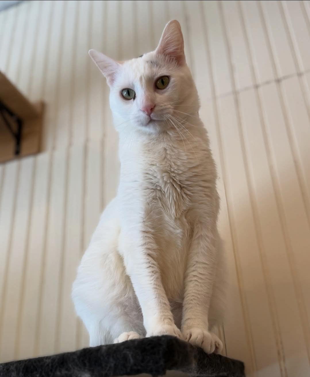 Enlarge Roberta, a Adoptable mixed breed in Whitewater, WI image 2/5