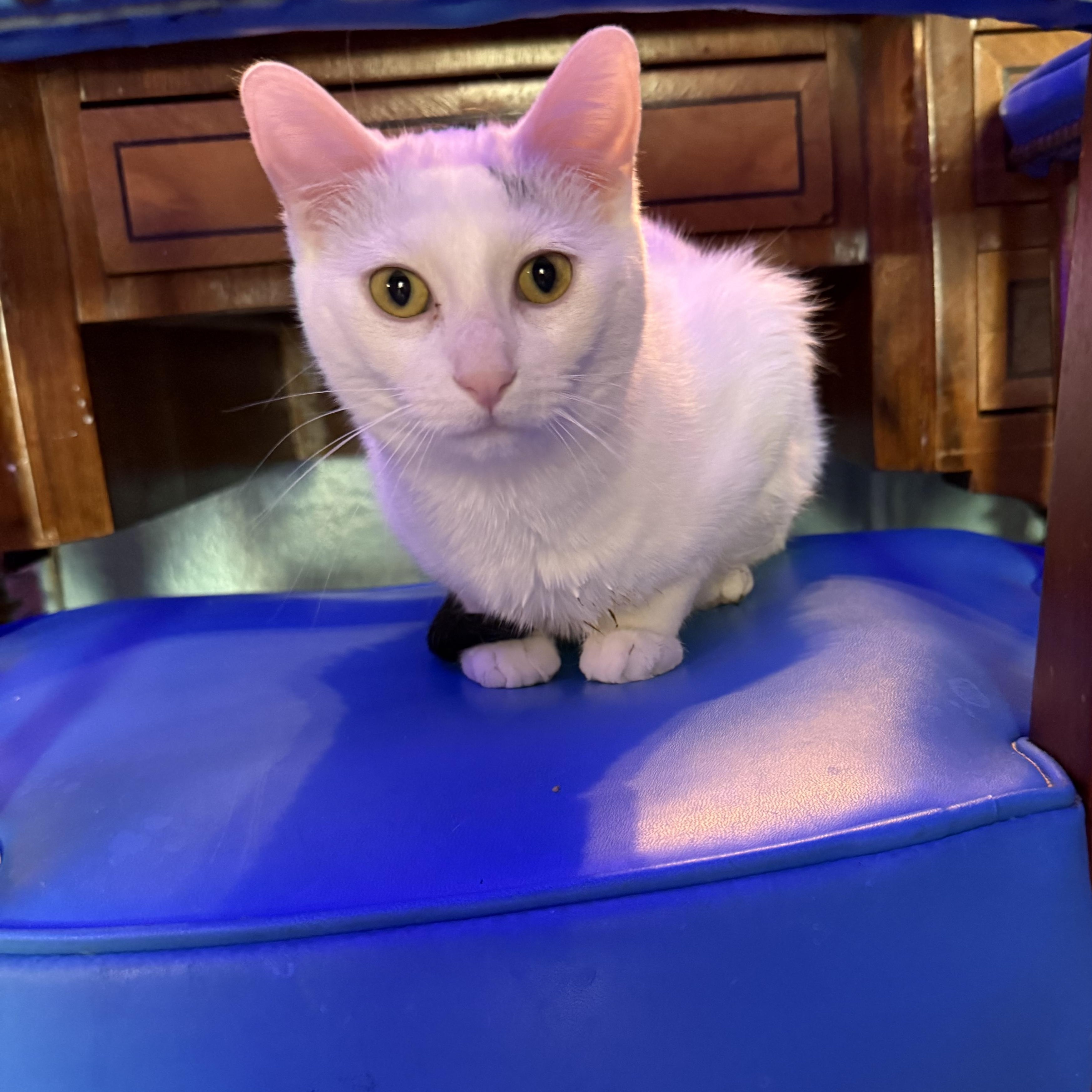 Enlarge Roberta, a Adoptable mixed breed in Whitewater, WI image 4/5