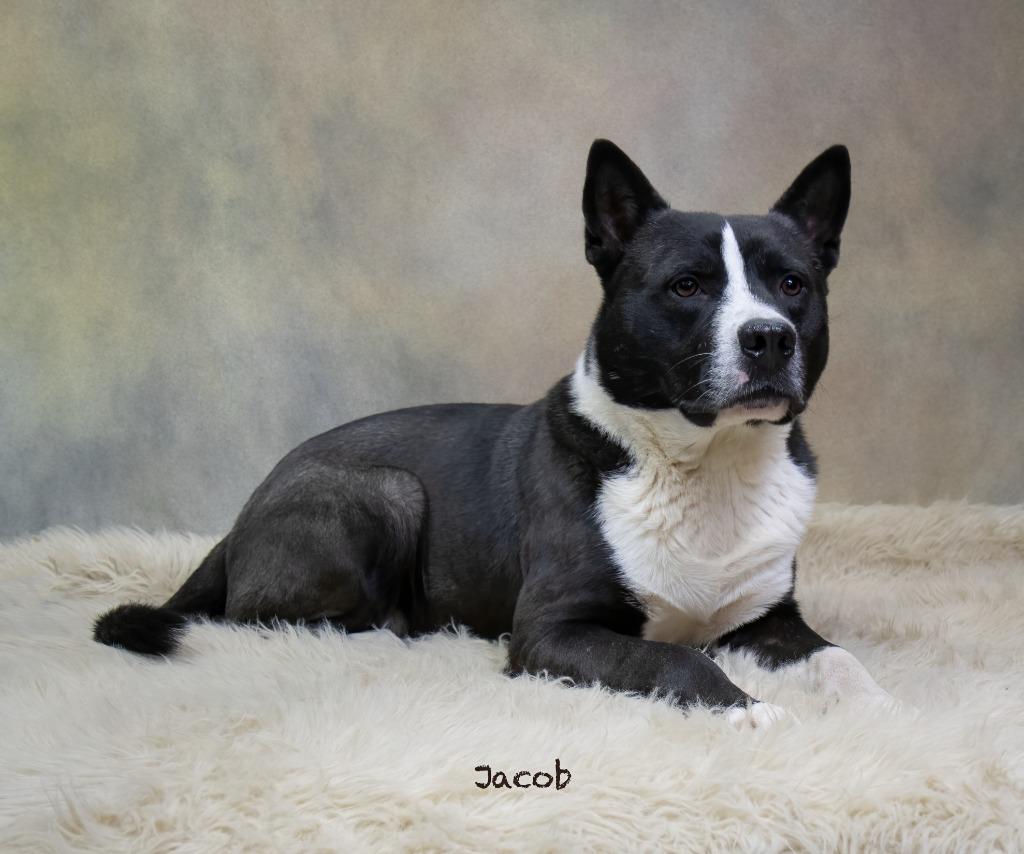 Jacob, Adoptable, Young Male Akita & Terrier.