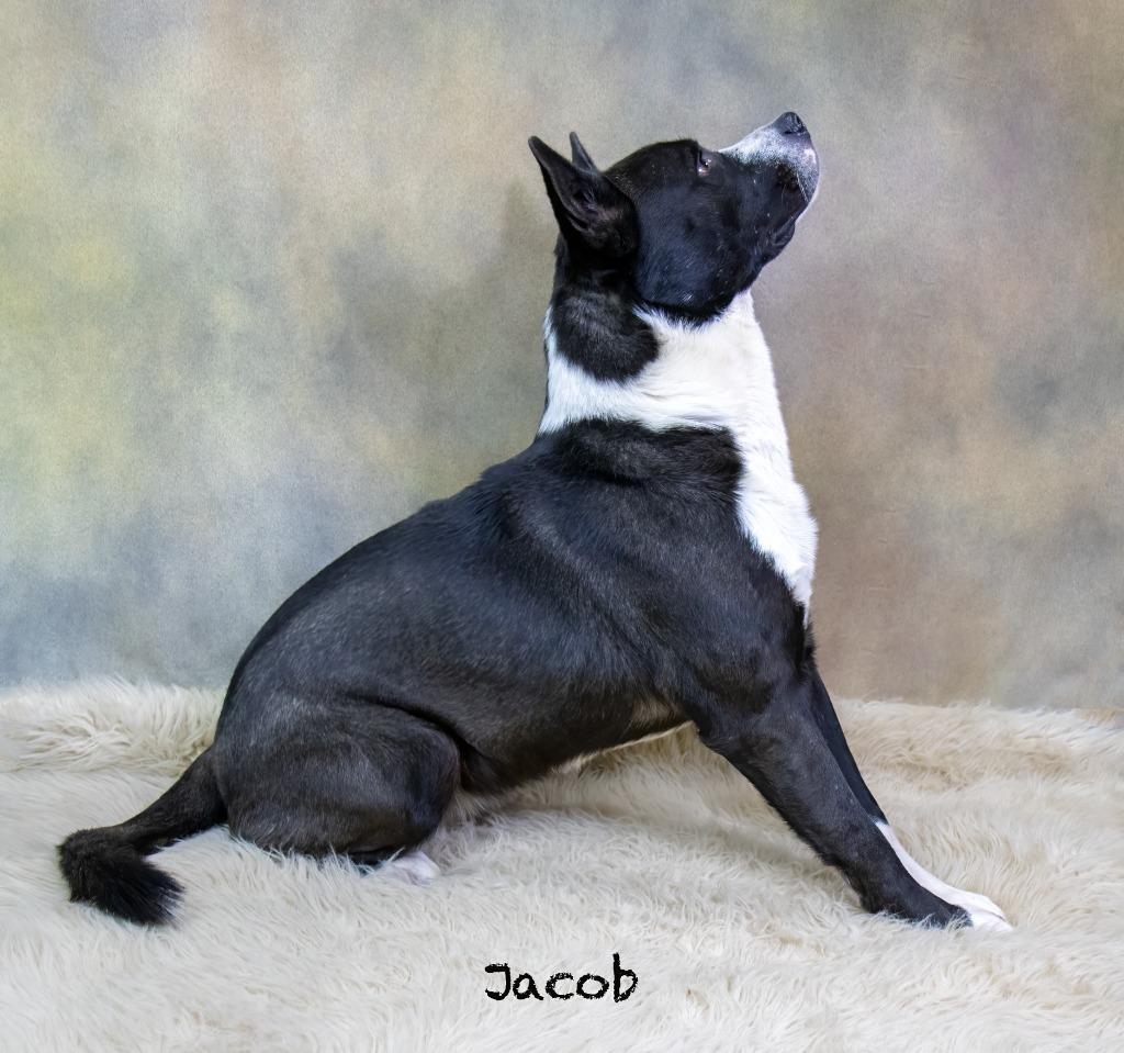 Enlarge Jacob, a Adoptable mixed breed in Hot Springs Village, AR image 2/3