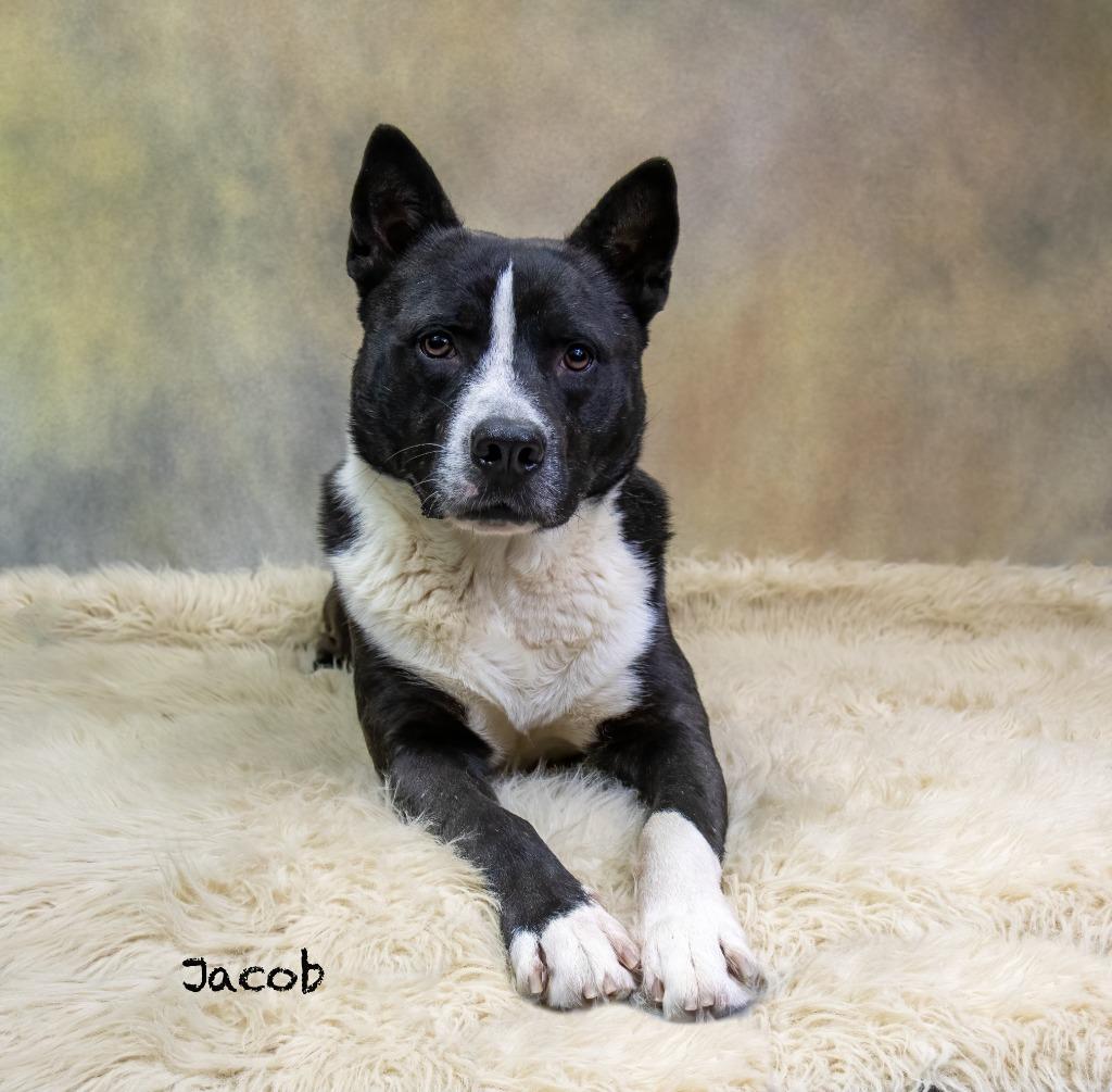 Enlarge Jacob, a Adoptable mixed breed in Hot Springs Village, AR image 3/3