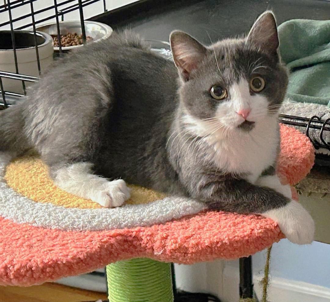 Nacho, an adopted mixed breed in Elmhurst, IL image 4/6