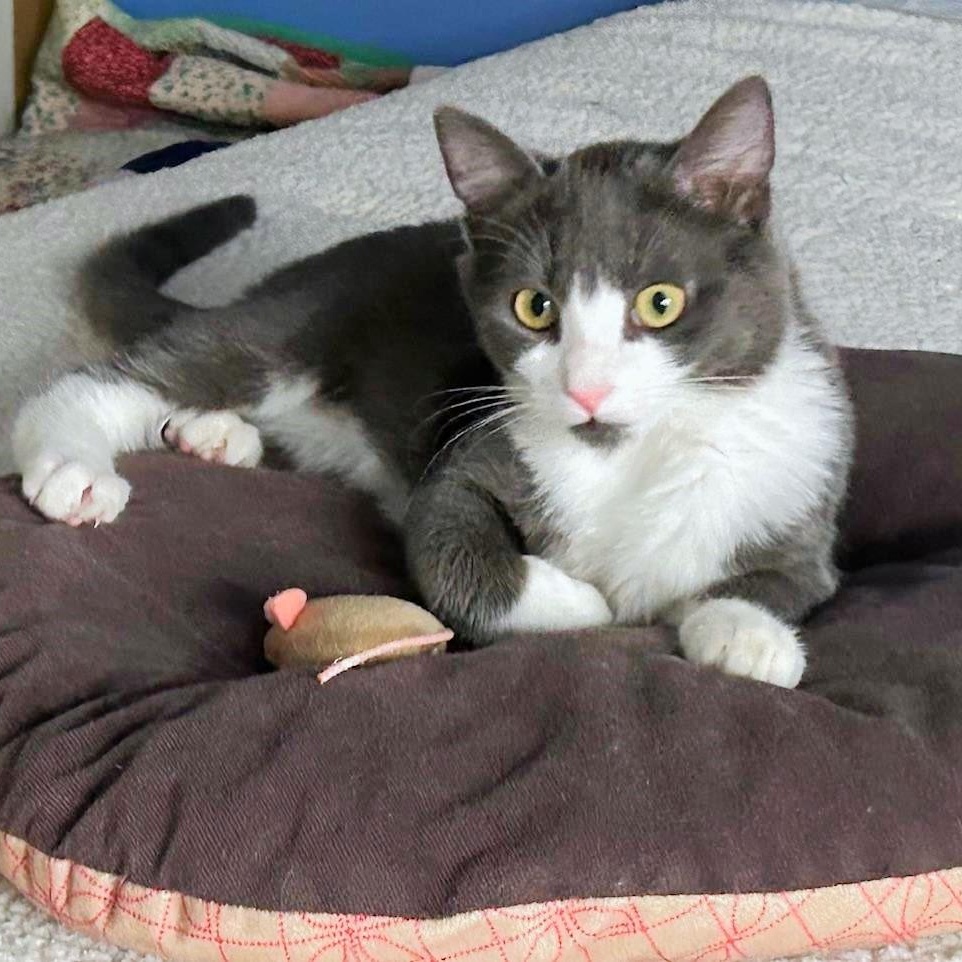 Nacho, an adopted mixed breed in Elmhurst, IL image 2/6