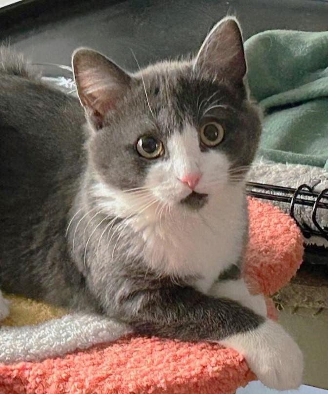 Nacho, an adopted mixed breed in Elmhurst, IL image 1/6