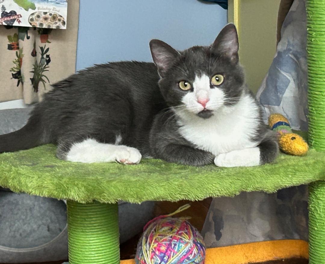 Nacho, an adopted mixed breed in Elmhurst, IL image 3/6