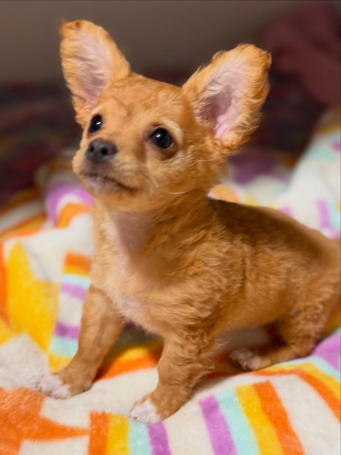 Enlarge Bailey-ADOPT Me!!, an adopted mixed breed in Redondo Beach, CA image 2/3