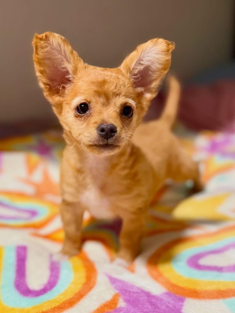 Bailey-ADOPT Me!!, adopted, Puppy Female Chihuahua & Corgi.