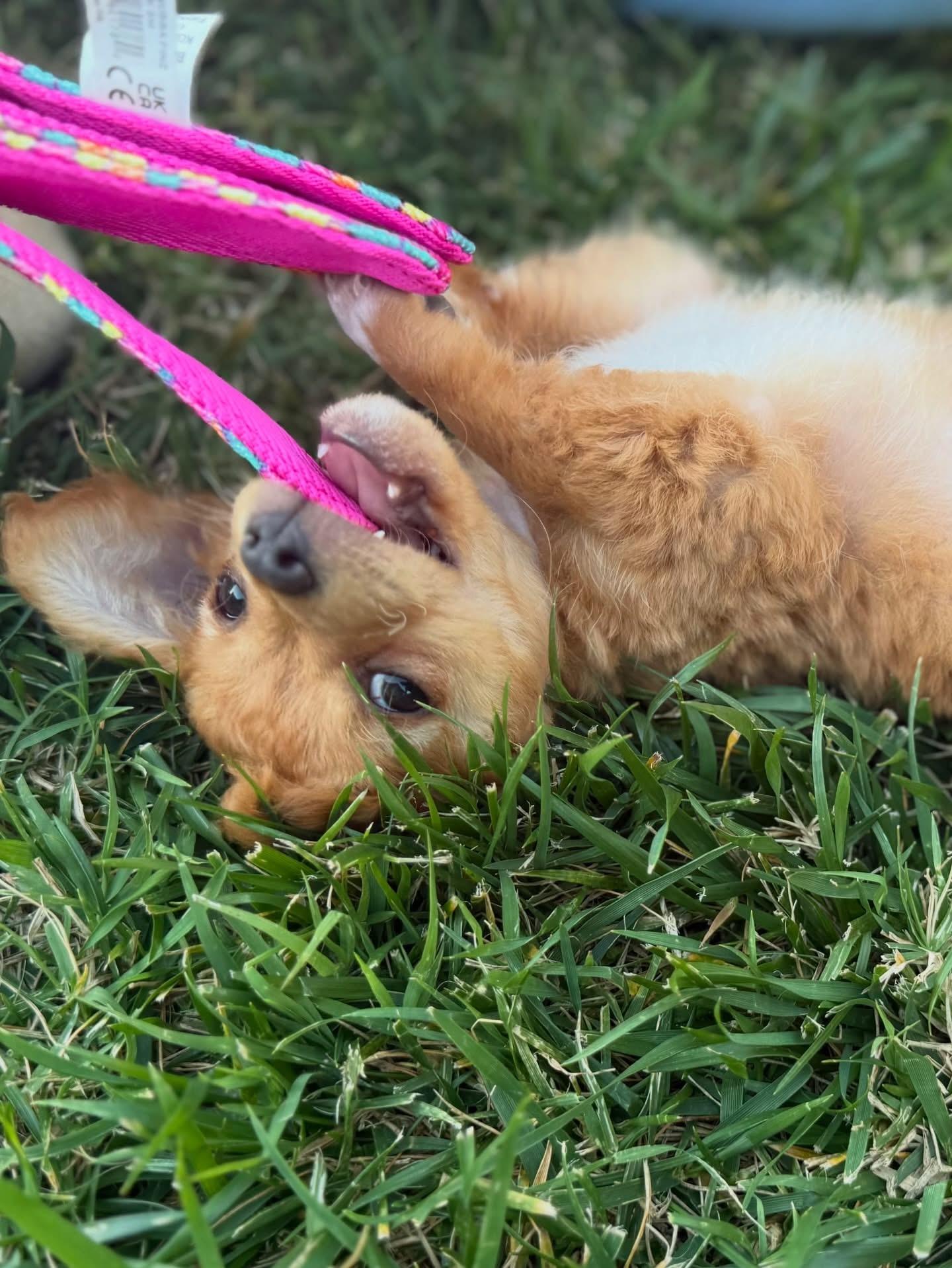 Enlarge Bailey-ADOPT Me!!, an adopted mixed breed in Redondo Beach, CA image 3/3