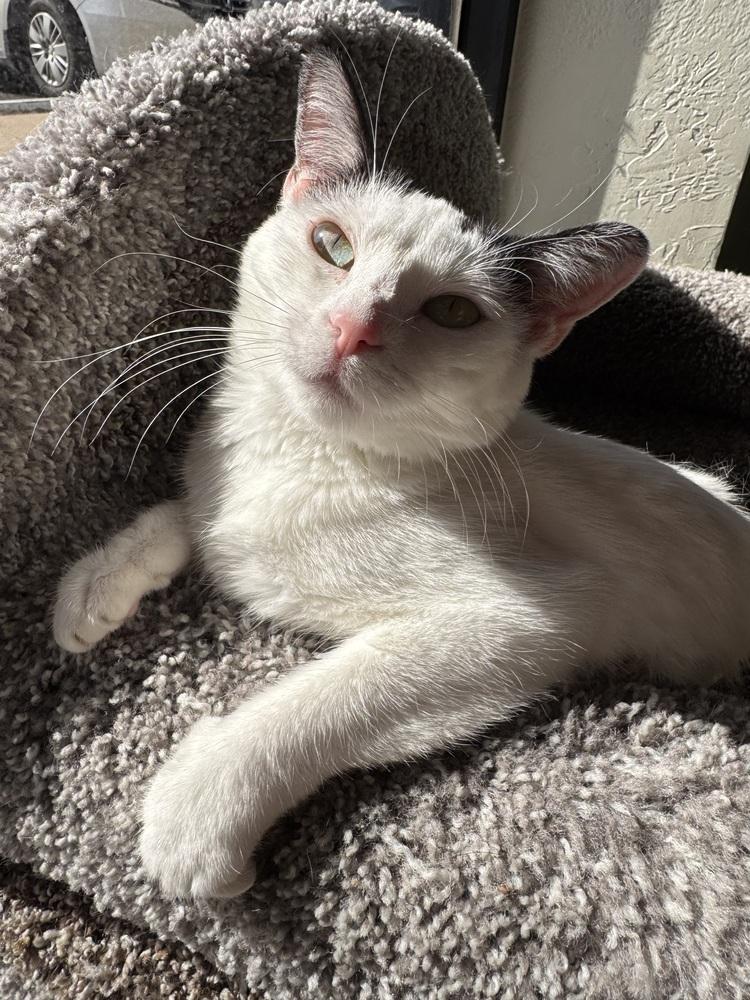 Panda, Adoptable, Young Female Domestic Short Hair.