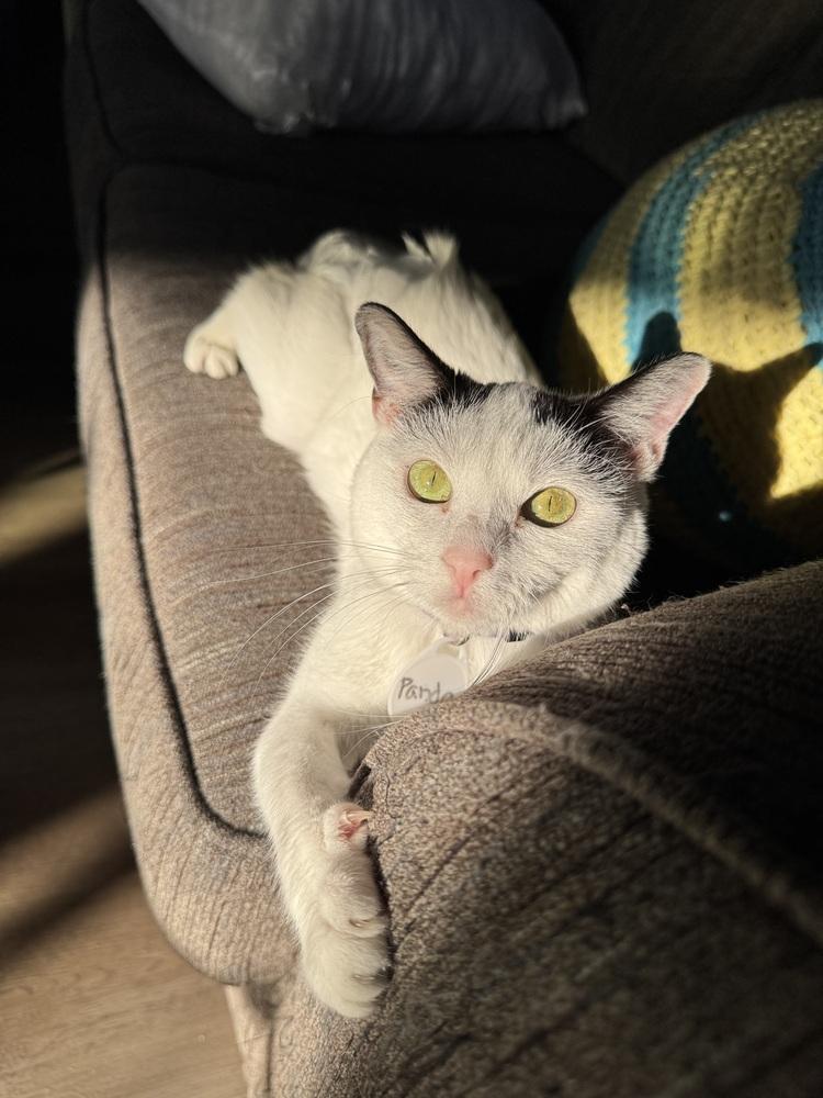 Panda — thumbnail 2