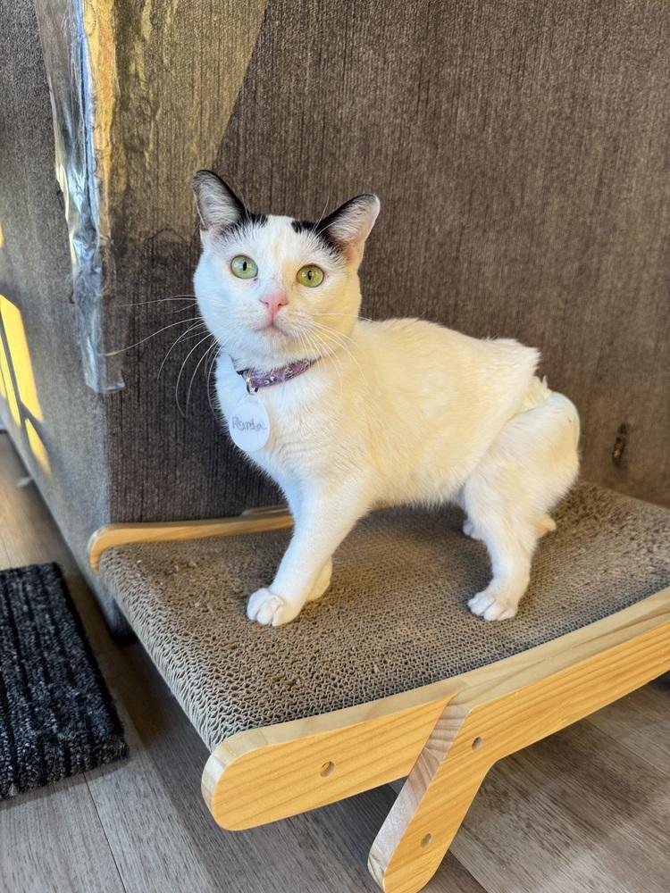 Enlarge Panda, a Adoptable mixed breed in tucson, AZ image 3/6