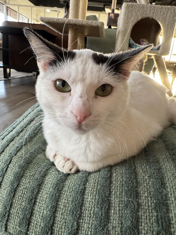 Panda — thumbnail 4