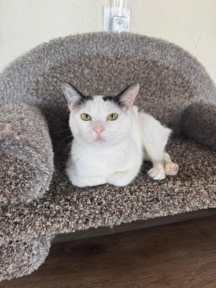 Enlarge Panda, a Adoptable mixed breed in tucson, AZ image 5/6