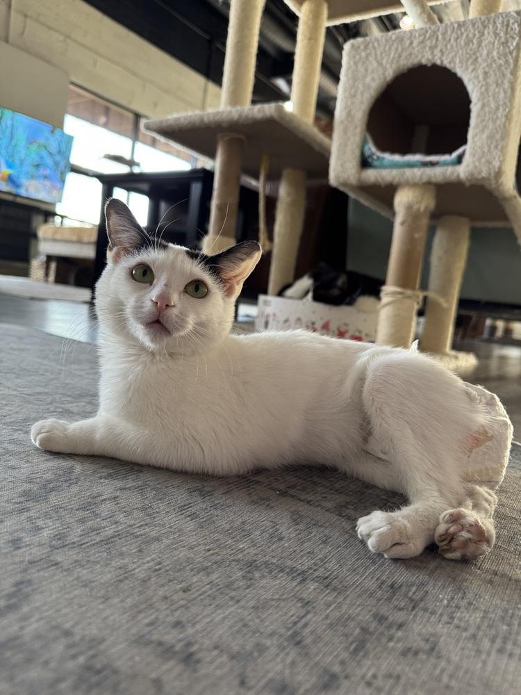 Enlarge Panda, a Adoptable mixed breed in tucson, AZ image 6/6