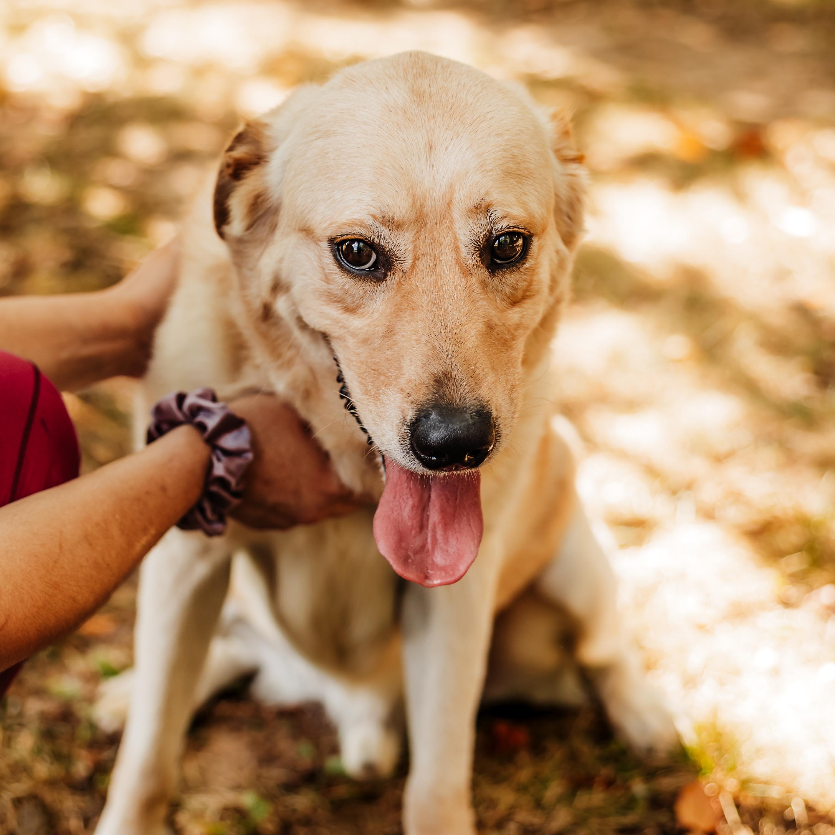 Enlarge Rowdy, a Adoptable mixed breed in Springfield, MO image 2/6