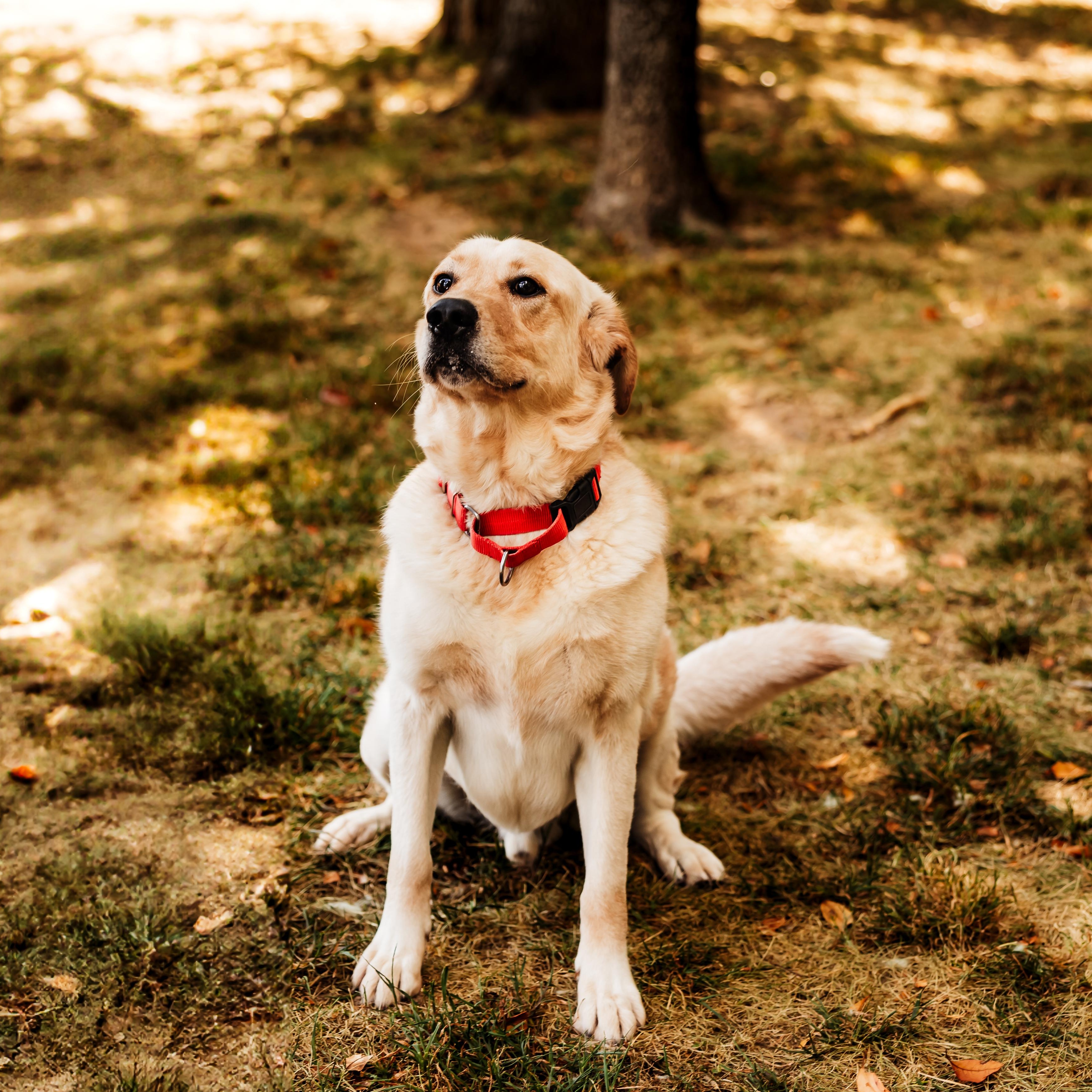 Enlarge Rowdy, a Adoptable mixed breed in Springfield, MO image 3/6