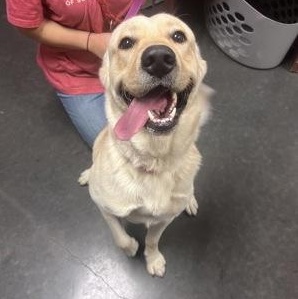 Enlarge Rowdy, a Adoptable mixed breed in Springfield, MO image 6/6
