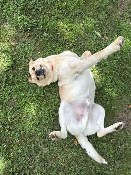 Enlarge Rowdy, a Adoptable mixed breed in Springfield, MO image 5/6
